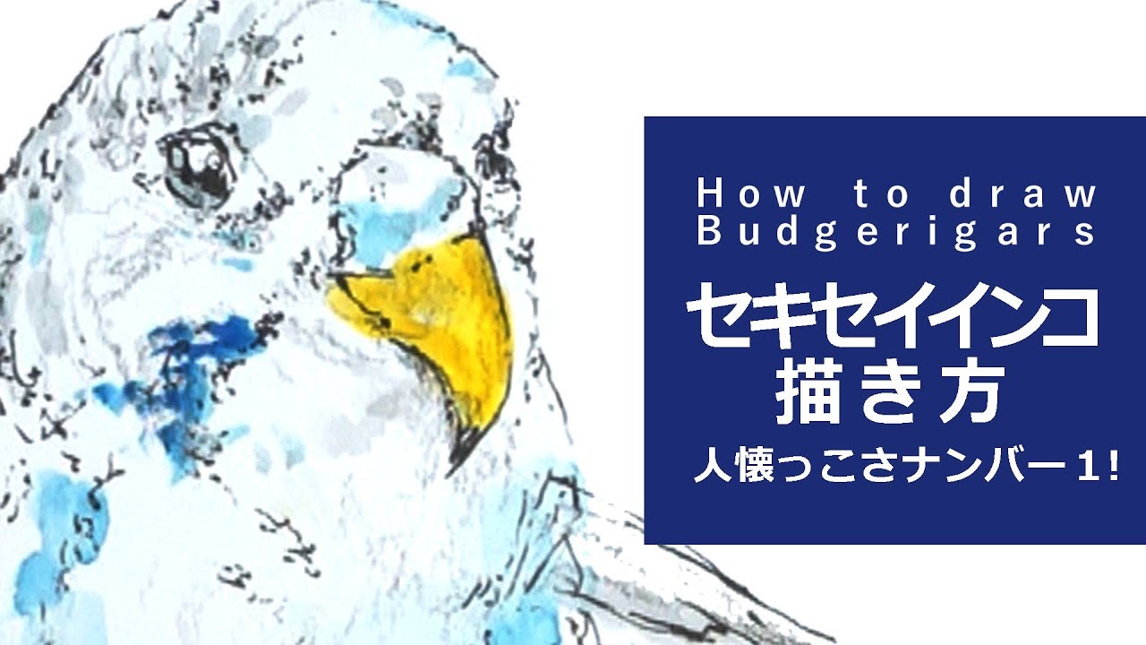 ペン 水彩絵の具のイラスト 描き方 絵の上達 セキセイインコhow To Draw Budgerigars Youtube