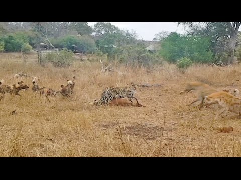 Leopard vs Wild Dogs vs Hyenas vs Impala