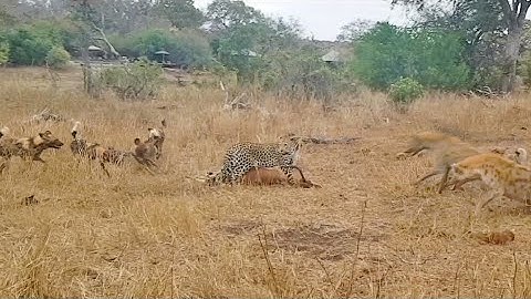 Leopard vs Wild Dogs vs Hyenas vs Impala