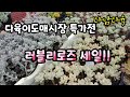 #다육이도매시장특가전 #다육이트랜드를앞서가는곳#러블리로즈쎄일#모래요정