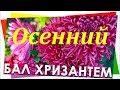 Осенний   Бал   Хризантем    Хризантема -  Царица   Осени.