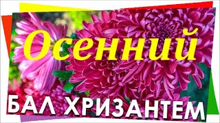 Осенний   Бал   Хризантем    Хризантема -  Царица   Осени.