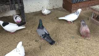 #Pigeons.Про переболевших голубей.