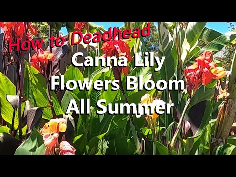 วีดีโอ: How To Deadhead A Canna Lily - Canna Lilies ควรเป็น Deadheaded