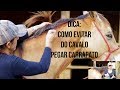 Saiba como Evitar que o seu cavalo pegue Carrapato