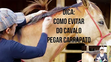Como usar Aciendel em cavalos?