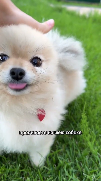 Для шпицев ошейник должен быть только круглого сечения!! Пожалуйста ...