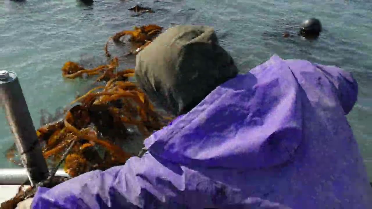 TKI korea// fishing kaduri yangsik, keramba abalone