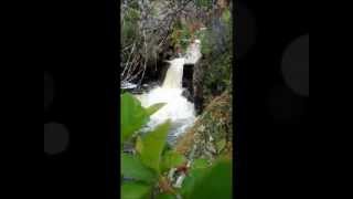 Wild Atlantic Salmon In Newfoundland