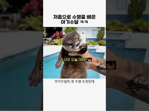 첫 수영에 도전하는 아기수달 #수달#귀여운동물#동물#animal#애기수달#힐링 thumbnail