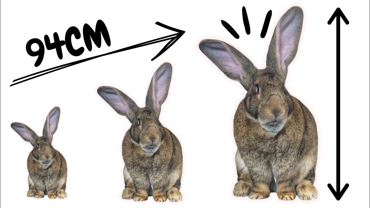 How BIG Is Thumper The Flemish Giant Rabbit? YouTube