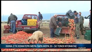 Χανιά: Στη χωματερή μέρα παρά μέρα 20 -50 τόνοι ντομάτας