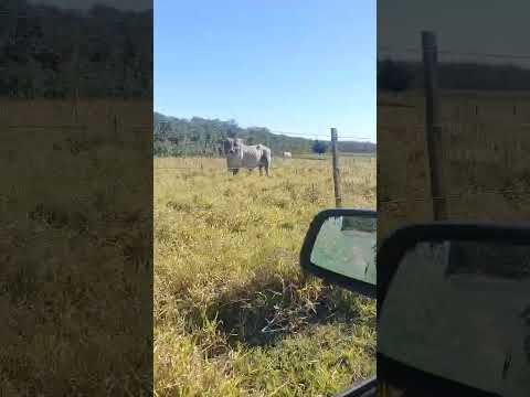 Video 52 - SITIO 3145