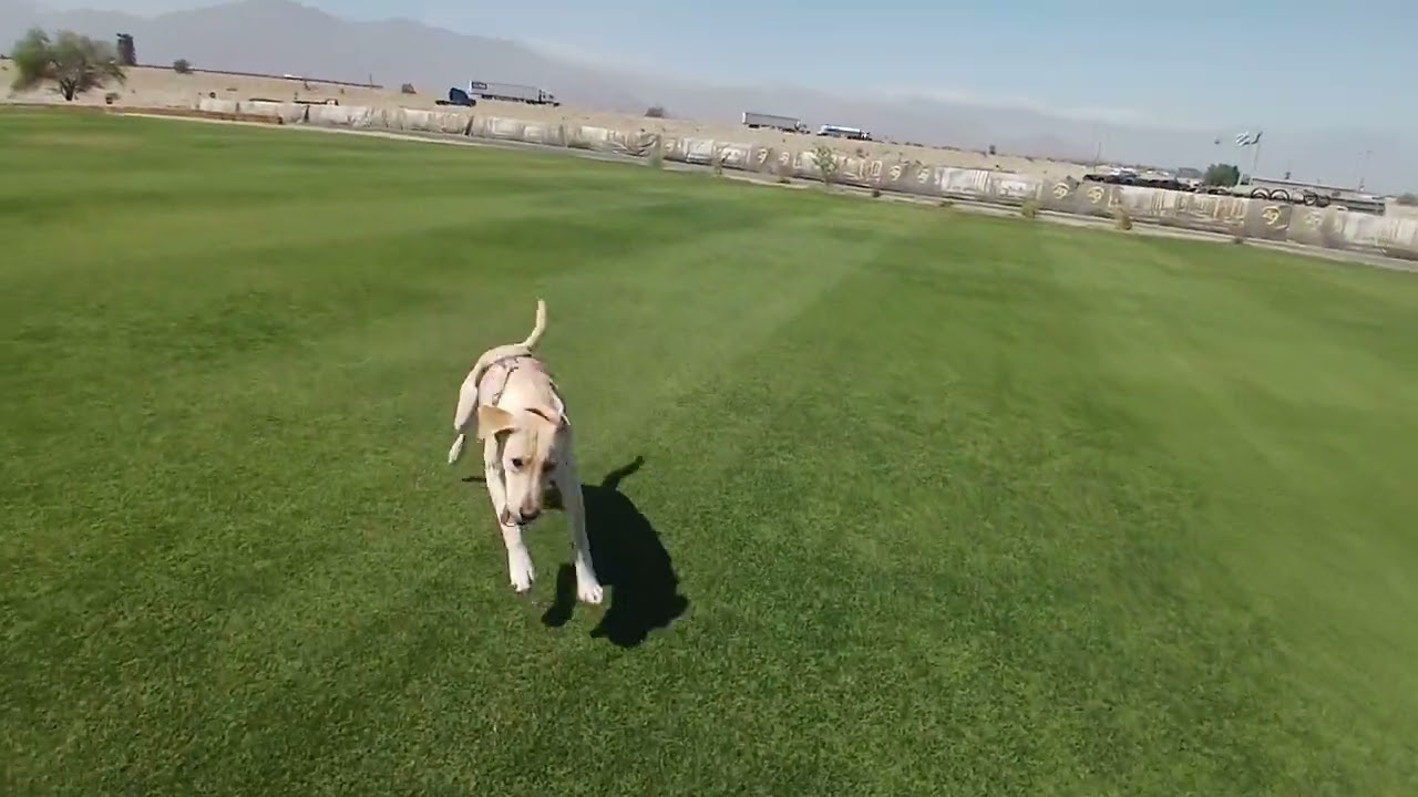 Best Grass in Palm Springs 🌴