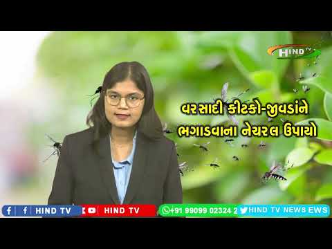 વરસાદી કીટકો-જીવડાંને ભગાડવાના નેચરલ ઉપાયો, ચોમાસામાં સ્વાસ્થ્ય રહેશે સારું