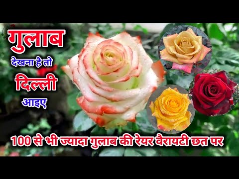 गुलाब देखना है तो दिल्ली आइये ,100  से भी ज़्यादा गुलाब की किस्में छत पर 