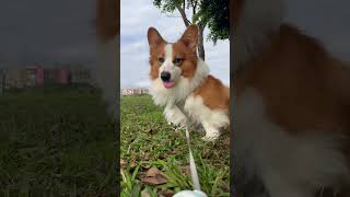 Corgi went to a picnic