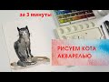 Как нарисовать кота за 3 минуты. Акварель