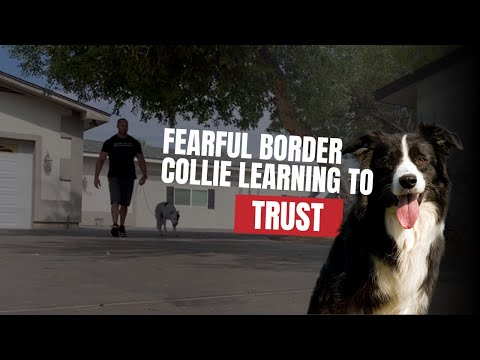 วีดีโอ: 5 ตำนานที่น่าสงสัยเกี่ยวกับสุนัขกู้ภัย