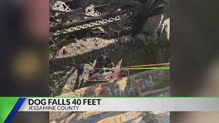 Dog rescued from 40-foot hole in Jessamine County