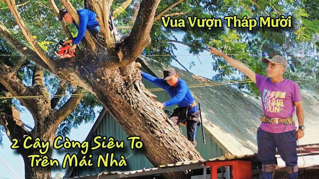 Cú Ngã Chấn Động! Chủ Nhà Thưởng Nóng 2 Củ Nếu Vua Vượn Mé 2 Cây Còng Siêu To Mà Không Sập Nhà