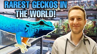 ELECTRIC BLUE DAY GECKOS | DR. BROWN'S REPTILE ROOM TOUR