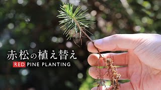 One year after germination Replanting red pine【Bonsai diary 4/2