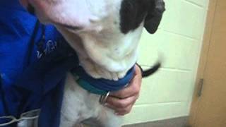 Meet Tank A Terrier Pit Bull Currently Available For Adoption At Petango 2252015 24211 Pm