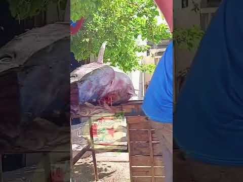 موسم التونة التونة المعلبة قريبا على قناتي التونة