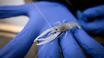 How does delousing agent teflubenzuron affect juvenile lobster?