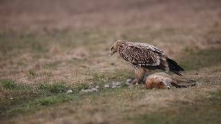 Eastern Imperial Eagle on dead red fox Eastern Imperial Eagle Attacks Desert Fox