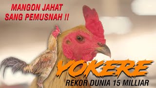 Sejarah Ayam Yokere Mangon Sensasional Penuh Prestasi