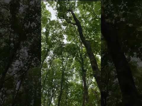 شمالگردی شمال مازندران امل جنگل جنگلی پارک جنگلی زیبایی طبیعت زیبا طبیعت بکر مهدی یگانه