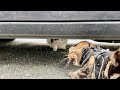 野良猫にブチギレる家猫
