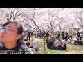 高遠の桜　2024春