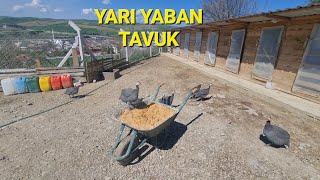 Beç Tavuğu Çi̇ftleşmesi̇ Nasil Olur?Çtavuğu Çtavuğuözellikleri Çtavuğuüretimi