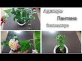 эсхинантус/адениум/лантана/ обзор комнатных растений