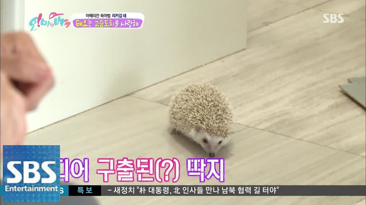 리키김, 고슴도치 구출작전 @오! 마이 베이비 33회