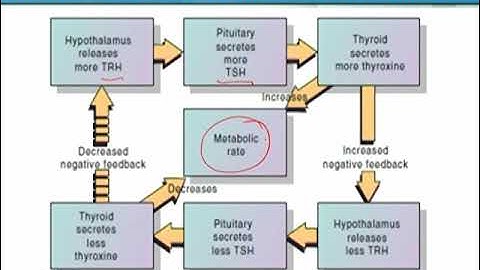 Feedback Control of Hormone Secretion Part 1 | Animal Form & Function 1 (Theory) | ZOO516T_Topic106