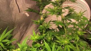 2nd grow day 25 of flower