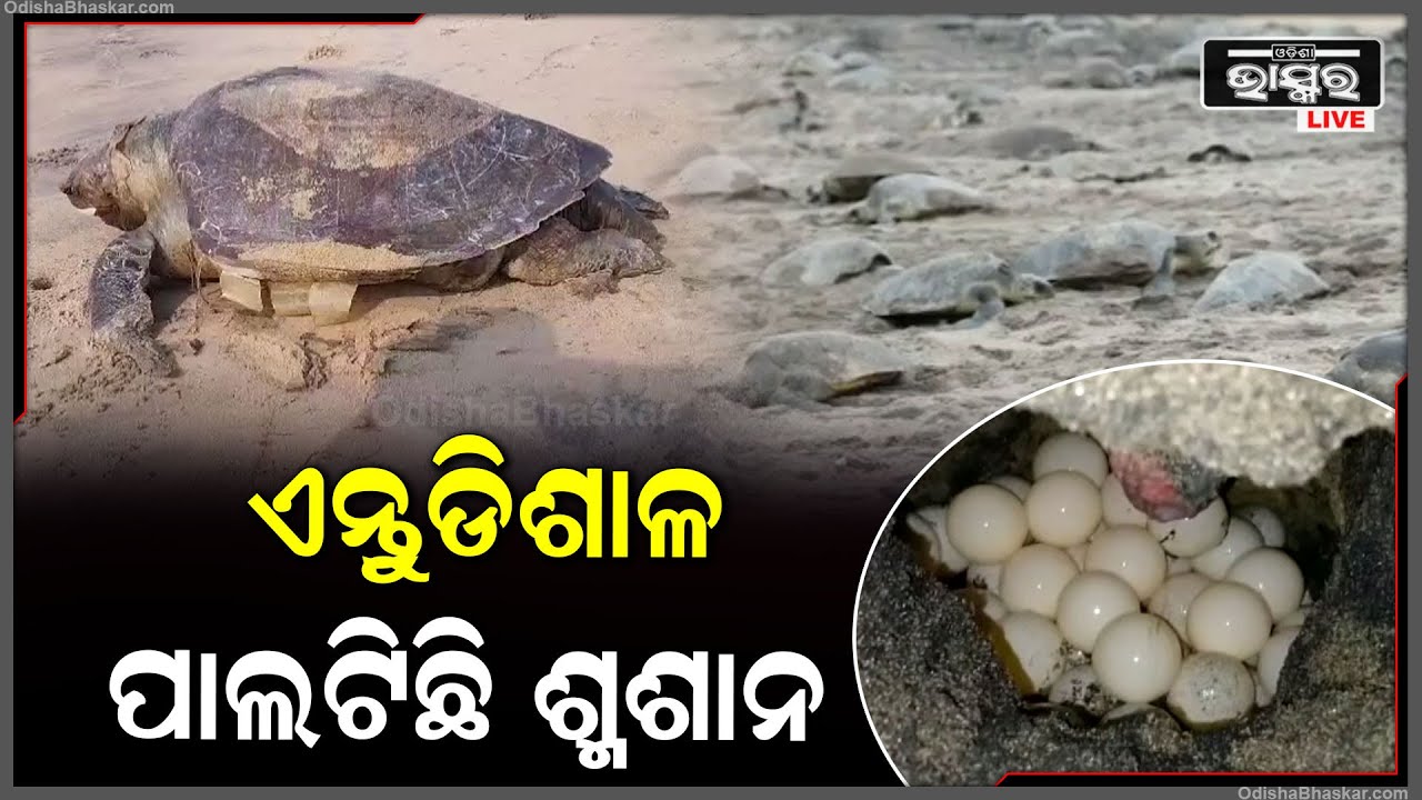 କଇଁଛମାନଙ୍କ ଏନ୍ତୁଡ଼ିଶାଳା ଭାବେ ବେସ୍ ପରିଚିତ ଗହୀରମଥା ଏବେ କଇଁଛମାନଙ୍କ ପାଇଁ ଅସୁରକ୍ଷିତ.. ଚାଲିଯାଉଛି ଶହ ଶହ ଜୀବନ