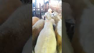speck domba sedang melayani #peternakandomba #domba