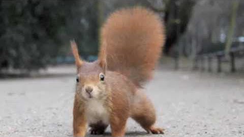 Perl: Input loading arrays