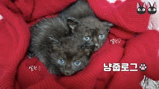 rescued two abandoned cats in Jeju amid a storm