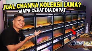 JUAL MURAH? LEPAS KOLEKSI CHANNA LAMA DI GALERI BOS BOS QU