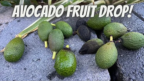 Avocado Tree Growing Tips - Fruit Drop- Whats going on?