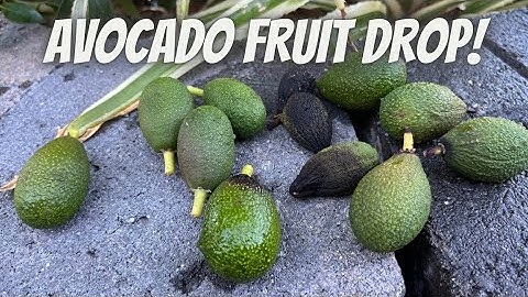 Avocado Tree Growing Tips - Fruit Drop- Whats going on?
