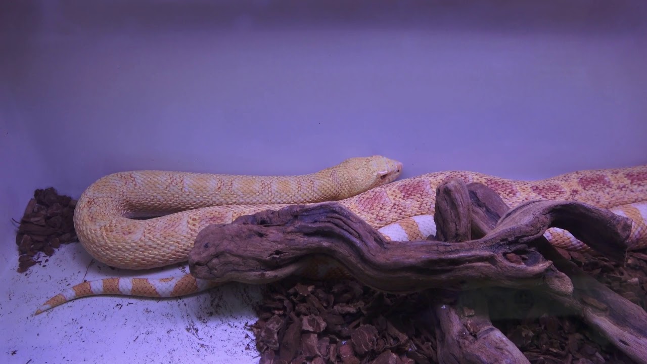 bull snake image Bull Snake