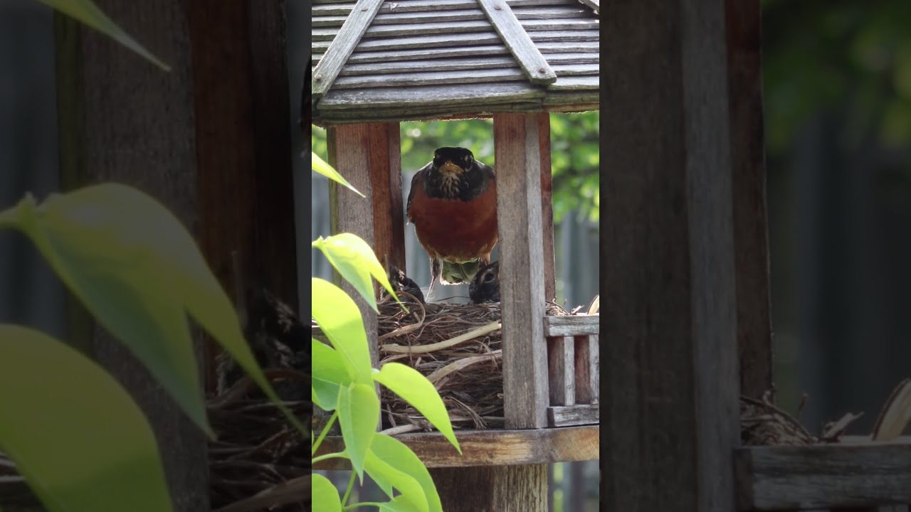 American Robin feeding babies