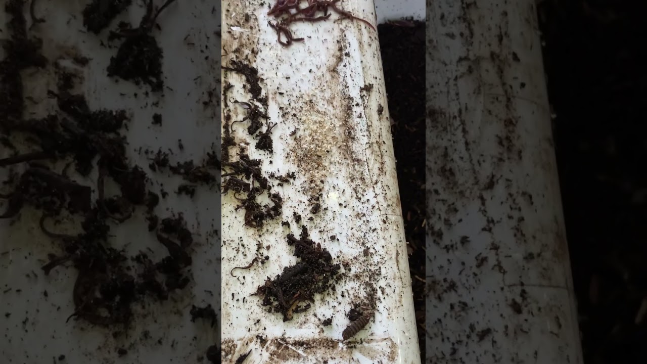 Dry Worms, Black Soldier Fly Larvae, Ants Pests on Worm Farm • Lombrices Secas, Larva Mosca Soldado